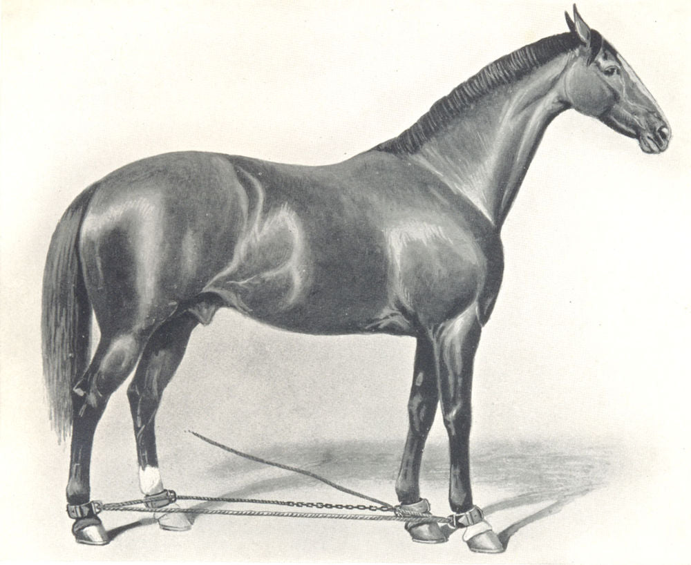 HORSES. Horse Hobbled 1912 old antique vintage print picture